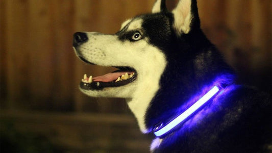 LED Light Dog Collar